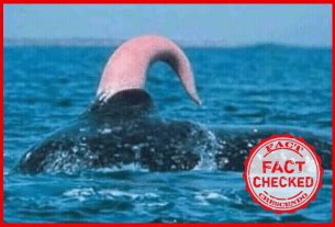 how many gallons do whales ejaculate|Animal Sex: How Blue Whales Do It .